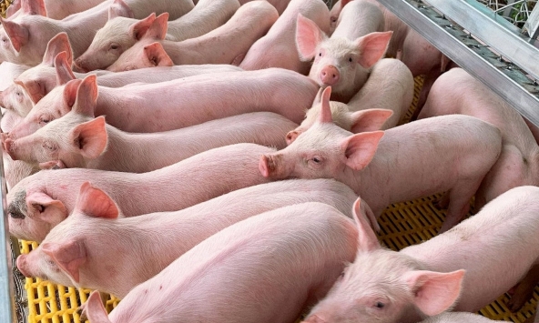 Đà tăng giá heo hơi chững lại