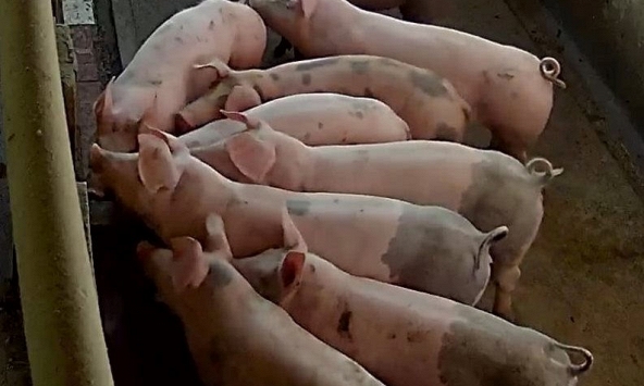 Giá heo hơi quay đầu giảm