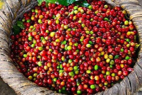 Giá cà phê đồng loạt tăng trở lại, robusta đạt mức 2.409 USD/tấn