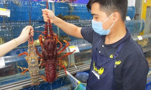 Giá tôm hùm tăng trở lại sau thời gian rớt giá thảm