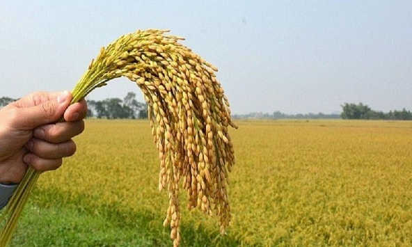 Giá gạo xuất khẩu tiếp tục giảm thêm 5 USD/tấn