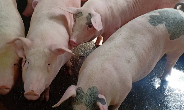 Giá heo hơi ổn định trở lại