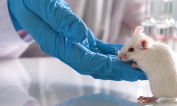 Đài Loan (Trung Quốc) điều tra một phụ nữ nghi ngờ lây nhiễm COVID-19 từ chuột thí nghiệm