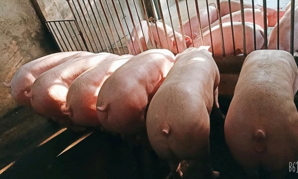 Giá heo hơi có thể tăng nhanh trong những ngày tới