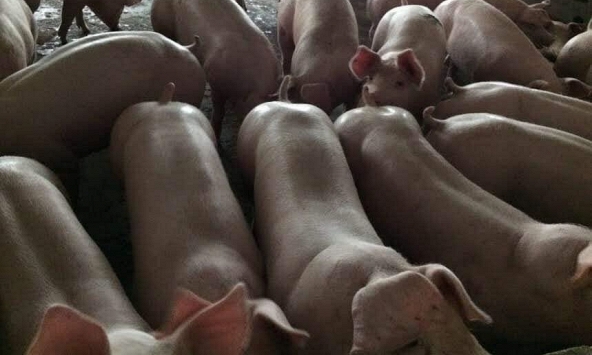 Giá heo hơi miền Trung đang ở mức cao nhất cả nước