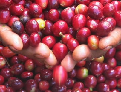 Giá cà phê được dự báo tăng do sản lượng niên vụ mới sụt giảm