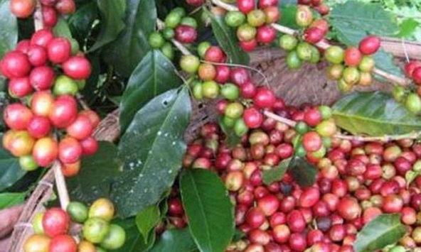 Giá cà phê giảm 600 đồng/kg