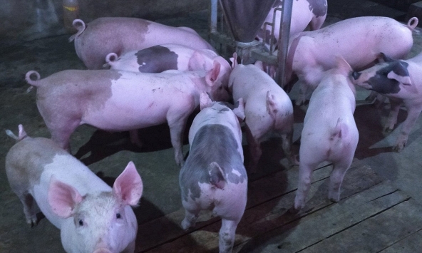 Giá heo hơi trong nước tiếp tục xu hướng ổn định