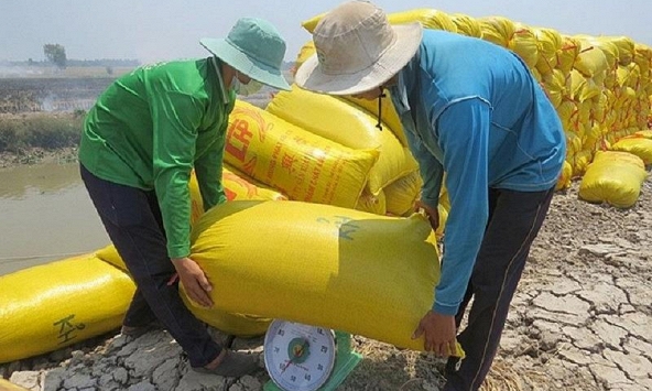 Giá lúa gạo có xu hướng chững lại
