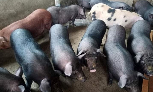 Giá heo hơi khó tăng trong những ngày tới