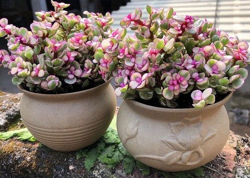 Mẹo phong thủy khiến tài lộc 'ùn ùn' gõ cửa dịp cuối năm