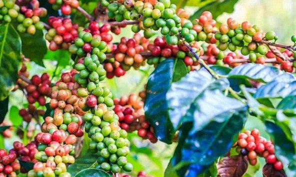 Giá cà phê nội địa đi ngang so với hôm qua