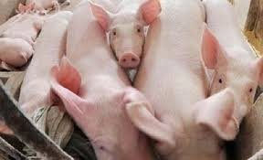 Giá heo hơi miền Bắc có xu hướng giảm nhẹ