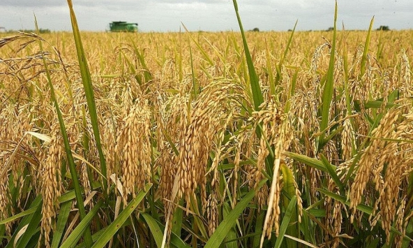 Giá lúa gạo tăng giảm trái chiều