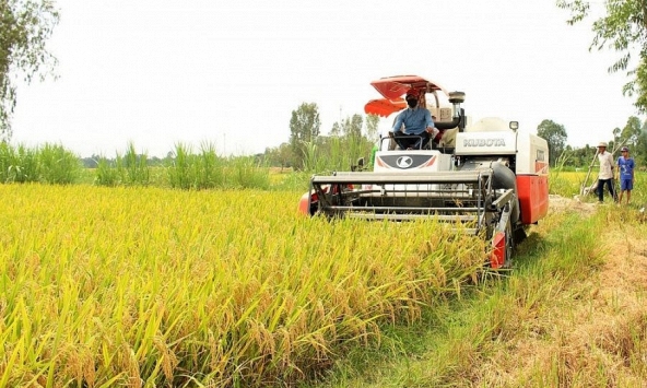 Gạo xuất khẩu bất ngờ giảm thêm 5 USD/tấn