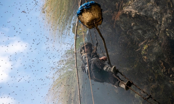 Rùng mình trước cảnh người Nepal lấy mật ong trên vách núi