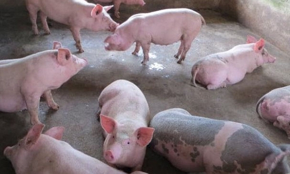 Giá heo hơi nhiều địa phương vẫn không vượt mức 50.000 đồng/kg