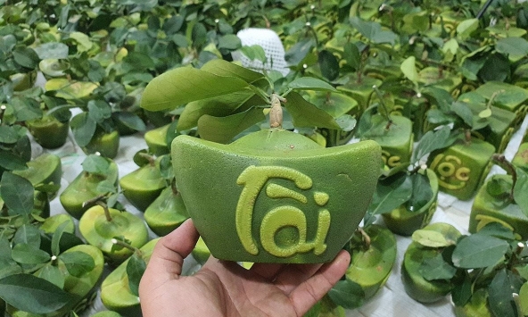Trái cây tạo hình khan hiếm hàng phục vụ thị trường Tết, dự báo giá tăng