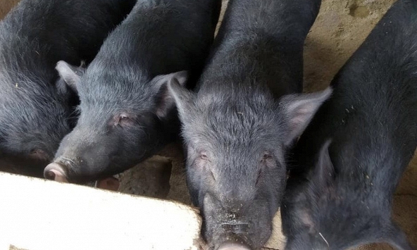 Giá heo hơi duy trì ở mức dưới  50.000 đồng/kg