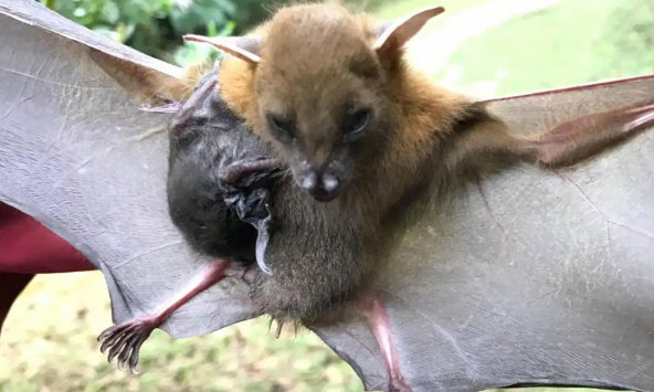 Tại sao lại là dơi? Bí mật chung đằng sau COVID-19 và Ebola