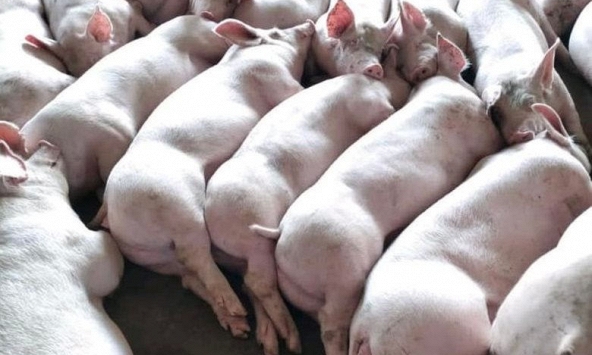 Các doanh nghiệp chăn nuôi tăng giá heo hơi ngay đầu năm mới?