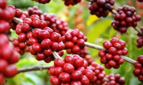 Giá cà phê robusta giảm 2 USD/tấn