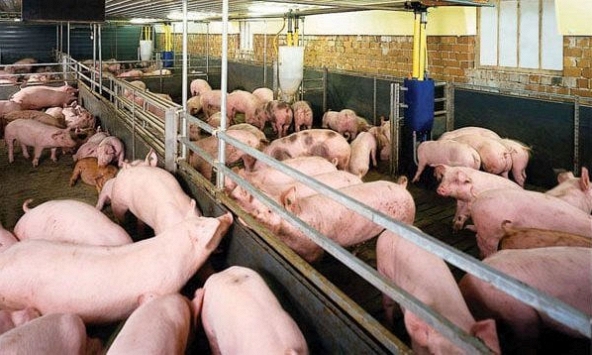 Đà tăng giá heo hơi sẽ còn duy trì trong những ngày tới