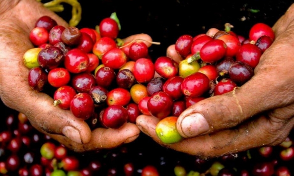 Giá cà phê được dự báo sẽ tăng trong năm 2022