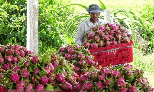 Nhà vườn trồng thanh long 'lao đao' vì thương lái không mua