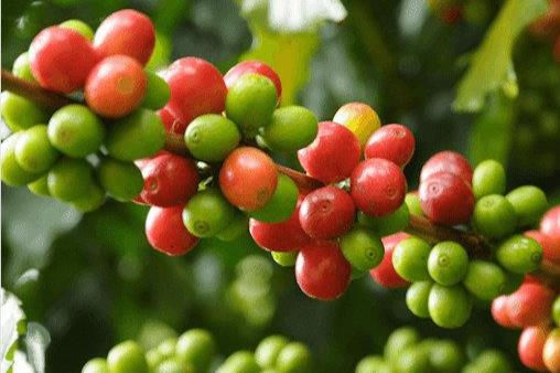Giá cà phê tiếp tục đi xuống, robusta ở mức 2.488 USD/tấn