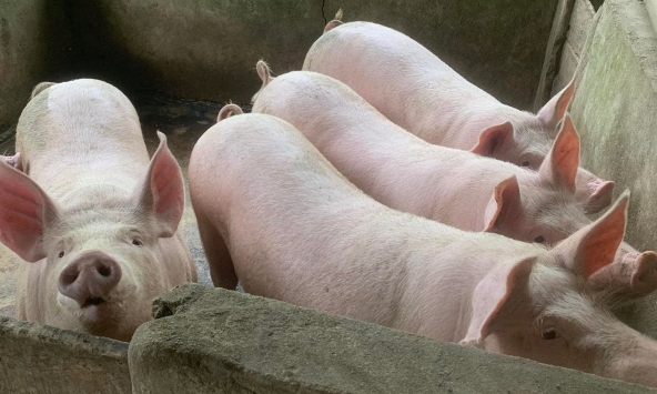 Giá heo tăng không đồng đều ở các địa phương