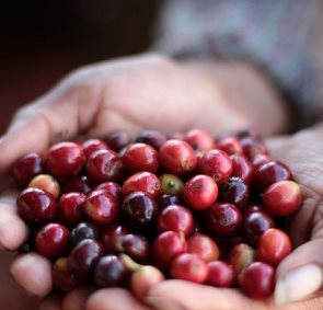 Xuất khẩu cà phê 2021 xấp xỉ 3 tỉ USD