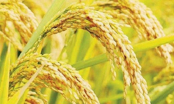 Gạo xuất khẩu giữ mức giá ổn định 