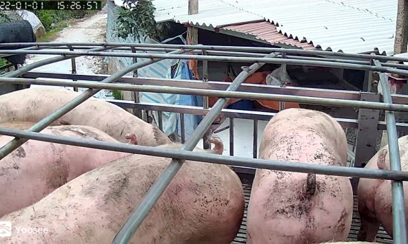 Giá heo hơi miền Bắc tăng nóng