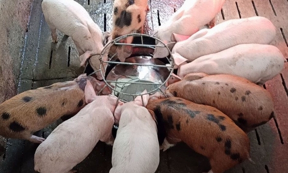 Giá heo hơi giữ ổn định quanh ngưỡng 50.000 đồng/kg