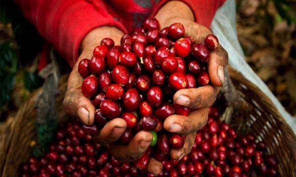 Giá cà phê đảo chiều tăng trở lại