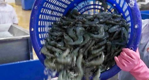 Xuất khẩu thủy sản 2021 ước đạt hơn 2 triệu tấn