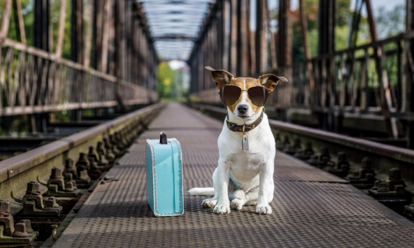 6 loại tiền điện tử này có thể vượt qua Dogecoin trong năm 2022 