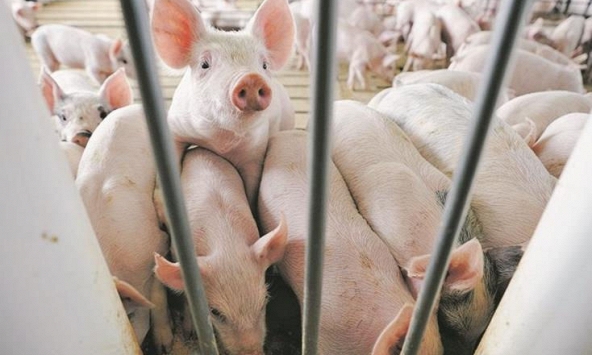 Giá heo hơi những ngày tới: Giữ đà đi lên