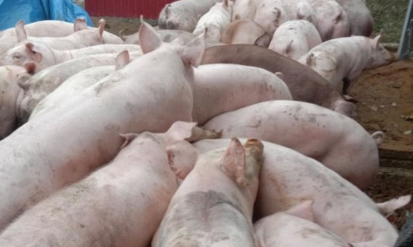 Giá heo hơi bước vào đợt tăng mới