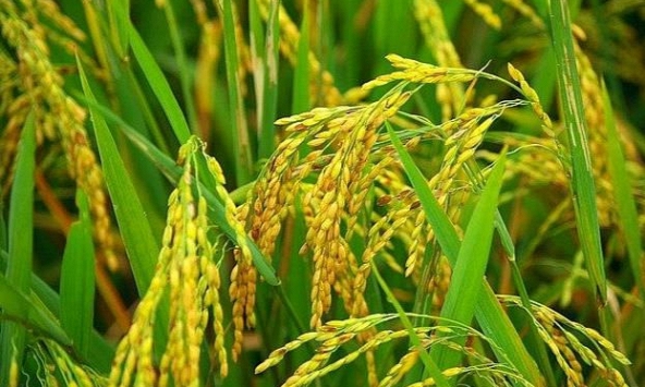 Giá lúa đảo chiều giảm 50-100 đồng/kg