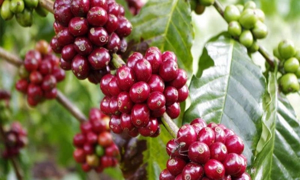 Giá cà phê trong nước quay đầu giảm