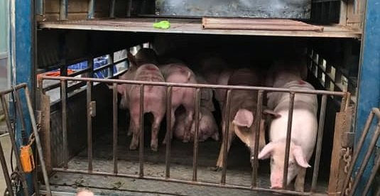 Doanh nghiệp tiếp tục tăng giá heo hơi