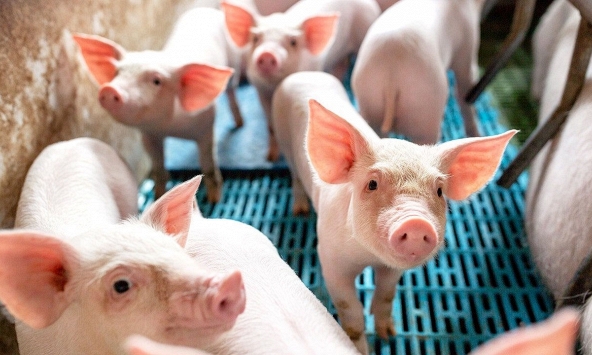 Mỗi ngày tăng 1.000 đồng, giá heo hơi miền Bắc sắp lên 60.000 đồng/kg