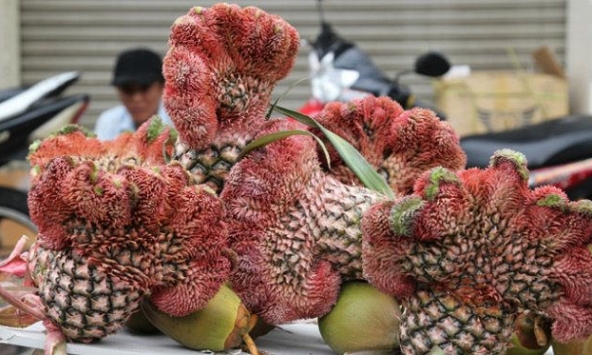 Một số loại trái cây chưng Tết bắt đầu nhích giá
