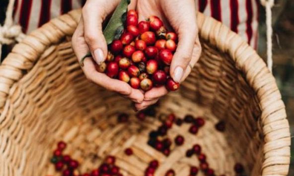 Xuất khẩu cà phê Arabica phục hồi