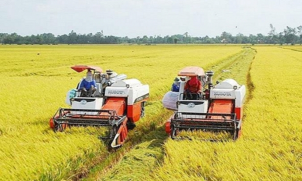 Giá lúa gạo có xu hướng ổn định 