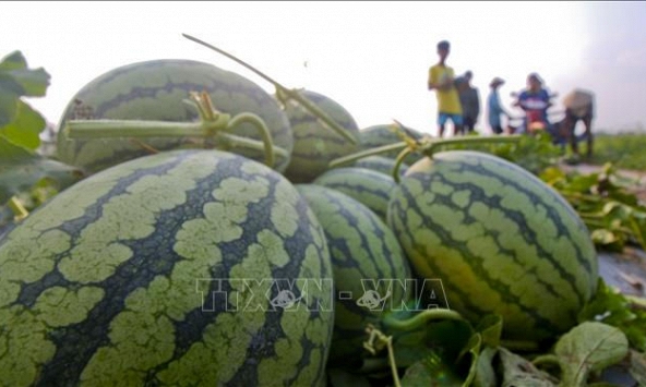 Dưa hấu 'bí' đầu ra khiến người trồng lao đao