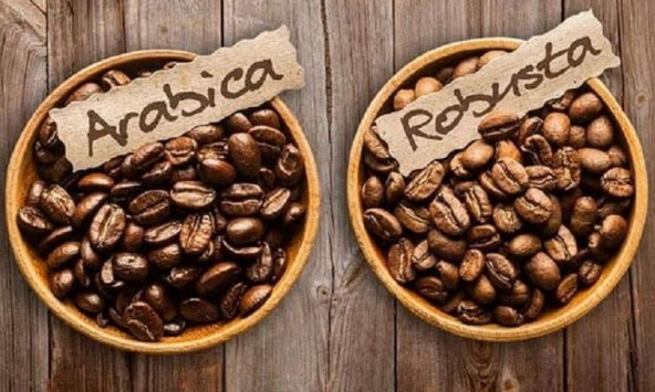 Giá cà phê nội địa giảm 1.100 đồng/kg trong tuần qua