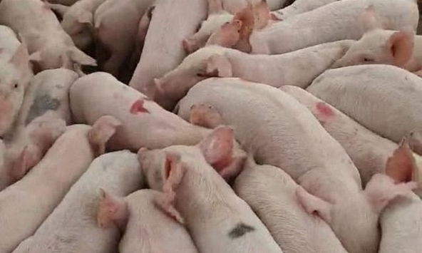 Giá heo hơi miền Bắc lên 60.000 đồng/kg